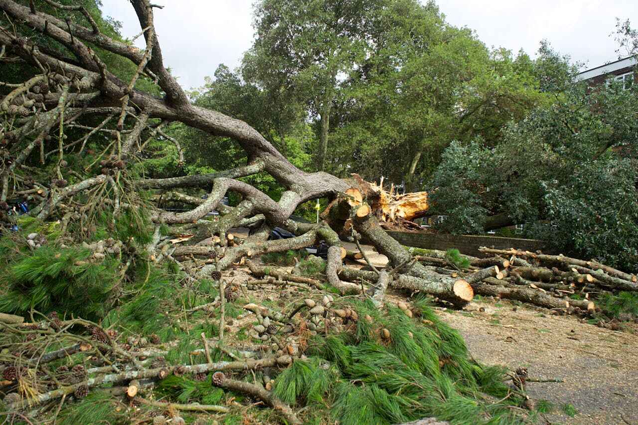 The Steps Involved in Our Tree Care Process in West Samoset, FL